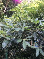 Magnoliopsida