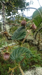 Rubus nubigenus