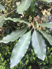 Magnoliopsida