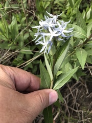 Amsonia repens