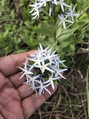 Amsonia repens