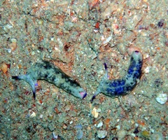 Plakobranchus