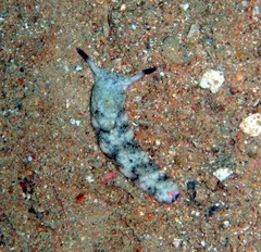 Plakobranchus