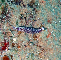 Hypselodoris whitei
