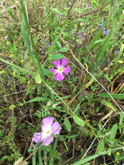 Phlox roemeriana