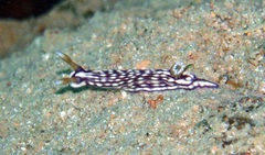 Hypselodoris whitei