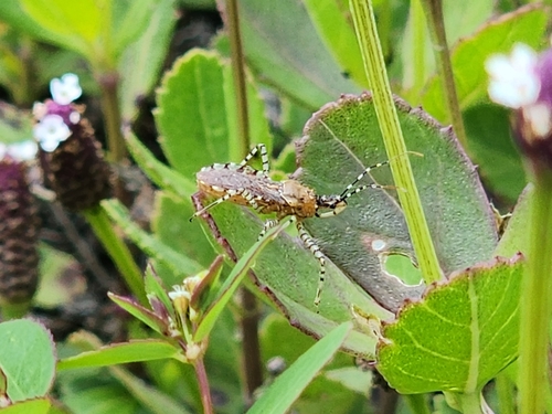 Pselliopus latifasciatus