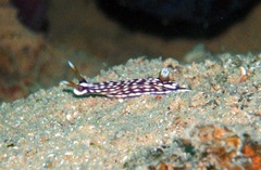 Hypselodoris whitei