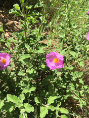 Cistus