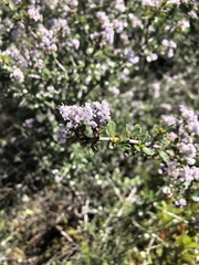Ceanothus cuneatus ramulosus