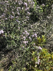 Ceanothus cuneatus ramulosus