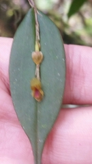 Lepanthes mucronata