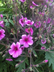 Geranium maderense