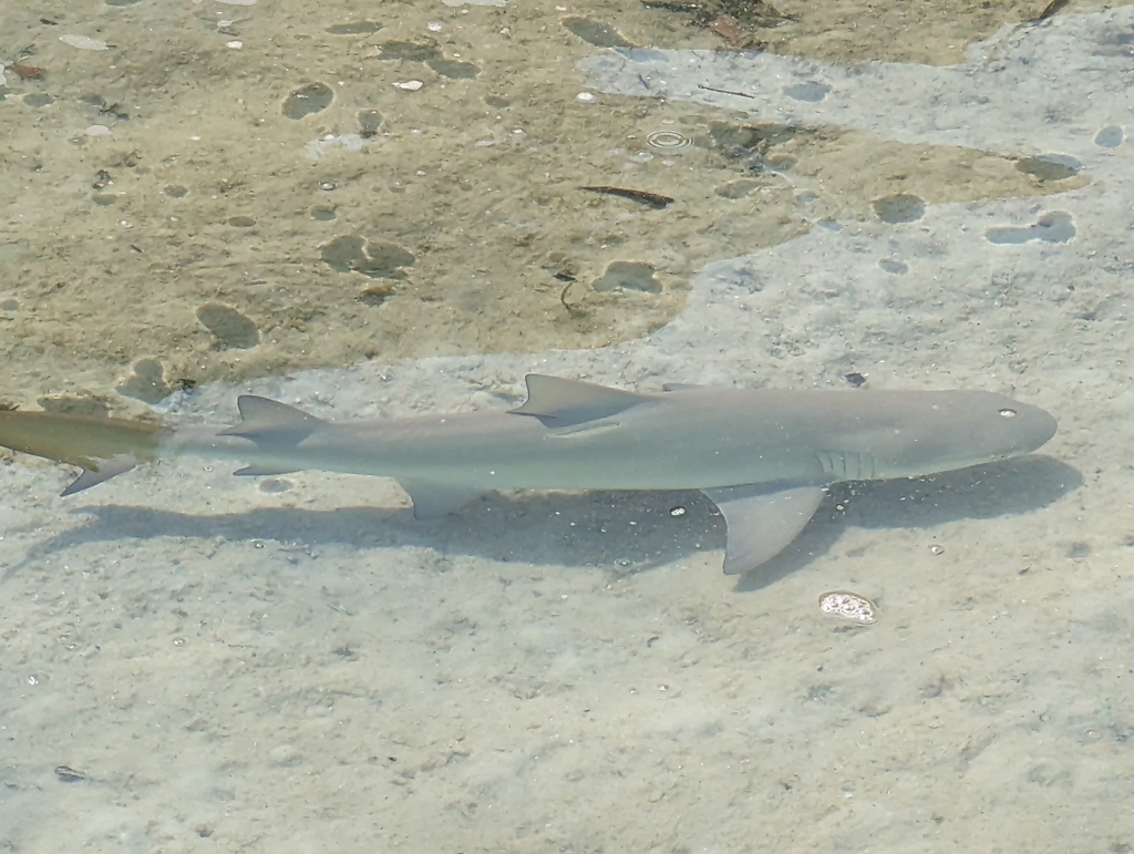 Sicklefin Lemon Shark from Whitsunday, QLD, Australia on November 4 ...