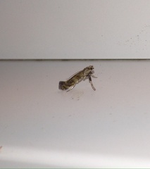 Gracillaria syringella