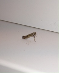 Gracillaria syringella