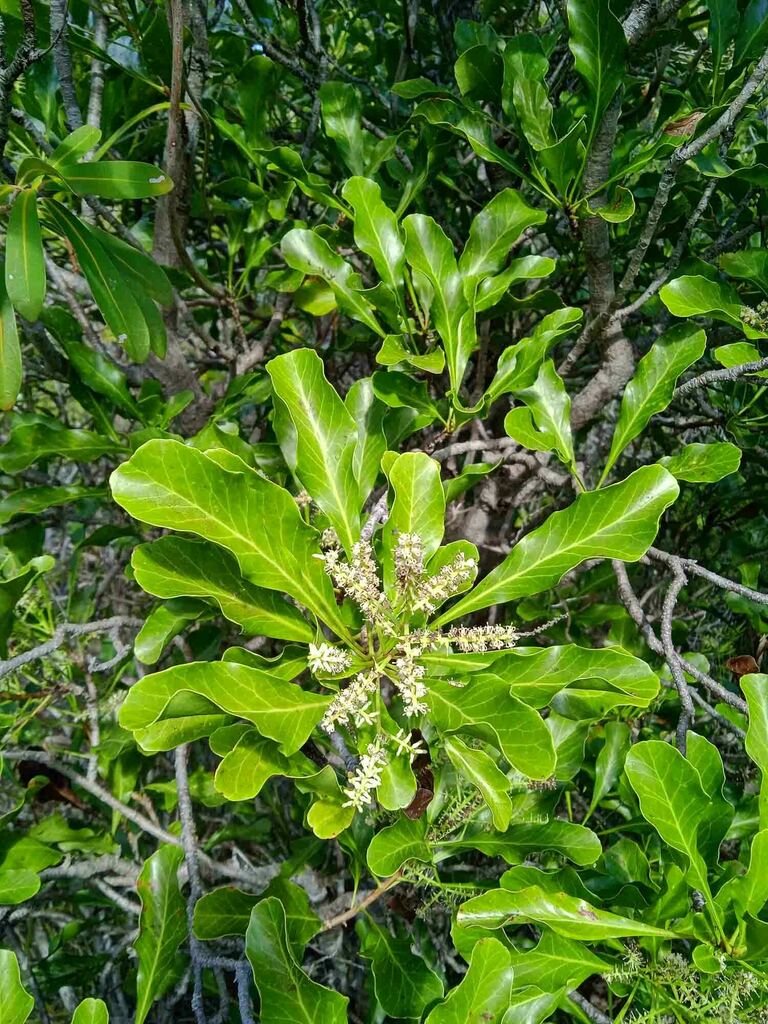 Beauprea neglecta