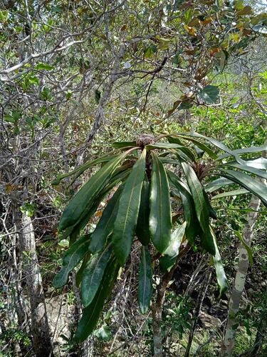 Pittosporum collinum observed 2023-11-02