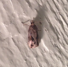 Endothenia nubilana