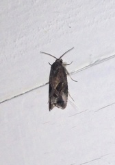 Endothenia nubilana