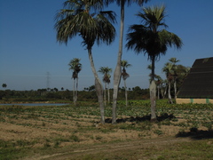 Colpothrinax wrightii