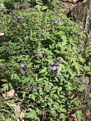 Phacelia bipinnatifida