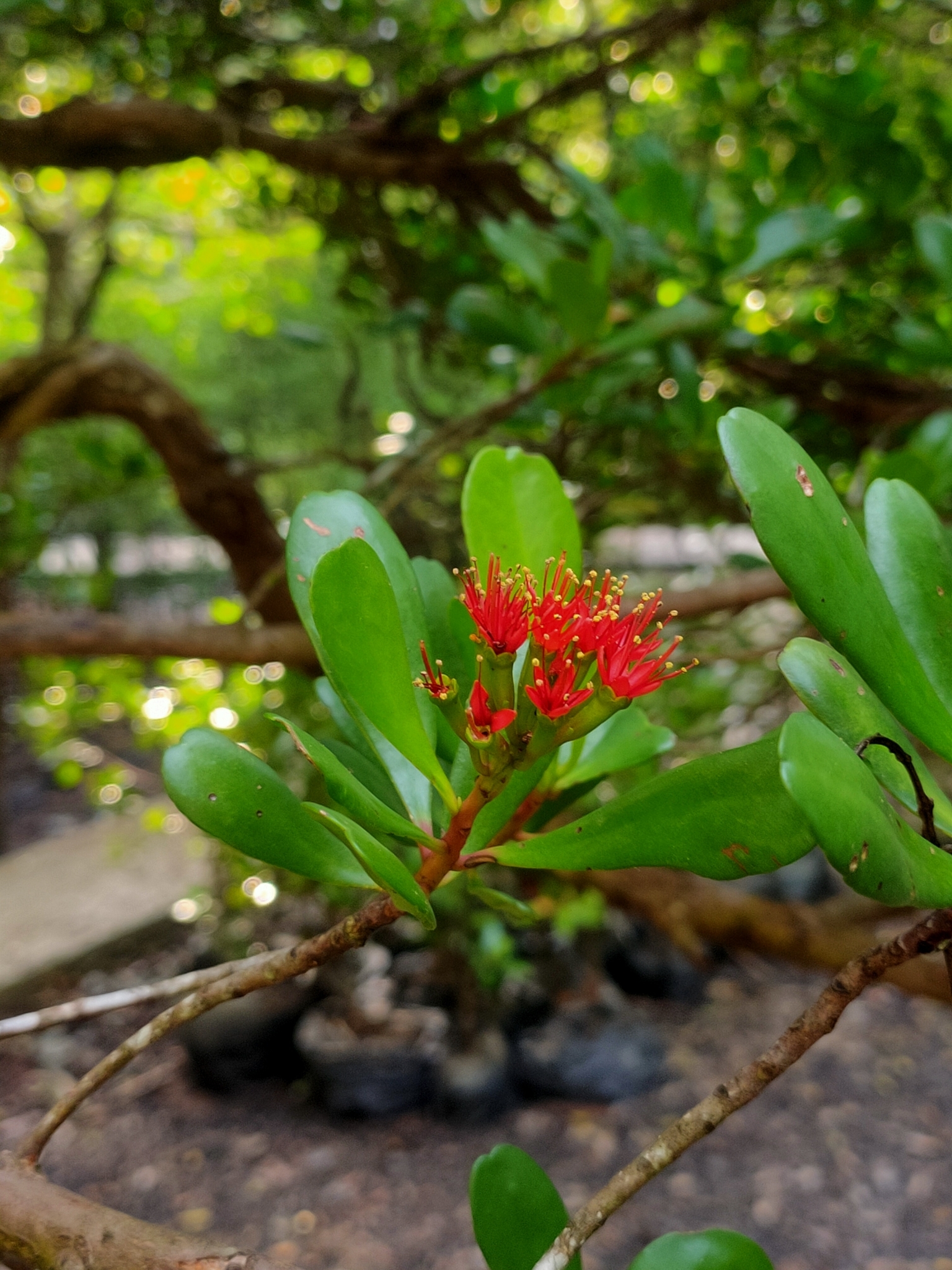 Lumnitzera littorea (Lumnitzera littorea)