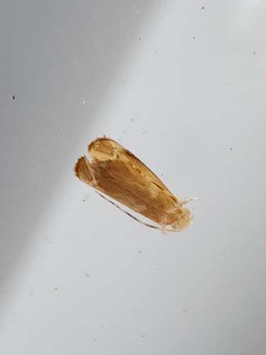 Hawaiian Dancing Moth photo 2