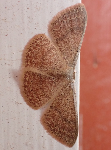 Common Tan Wave photo 4