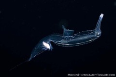 Pterotrachea hippocampus