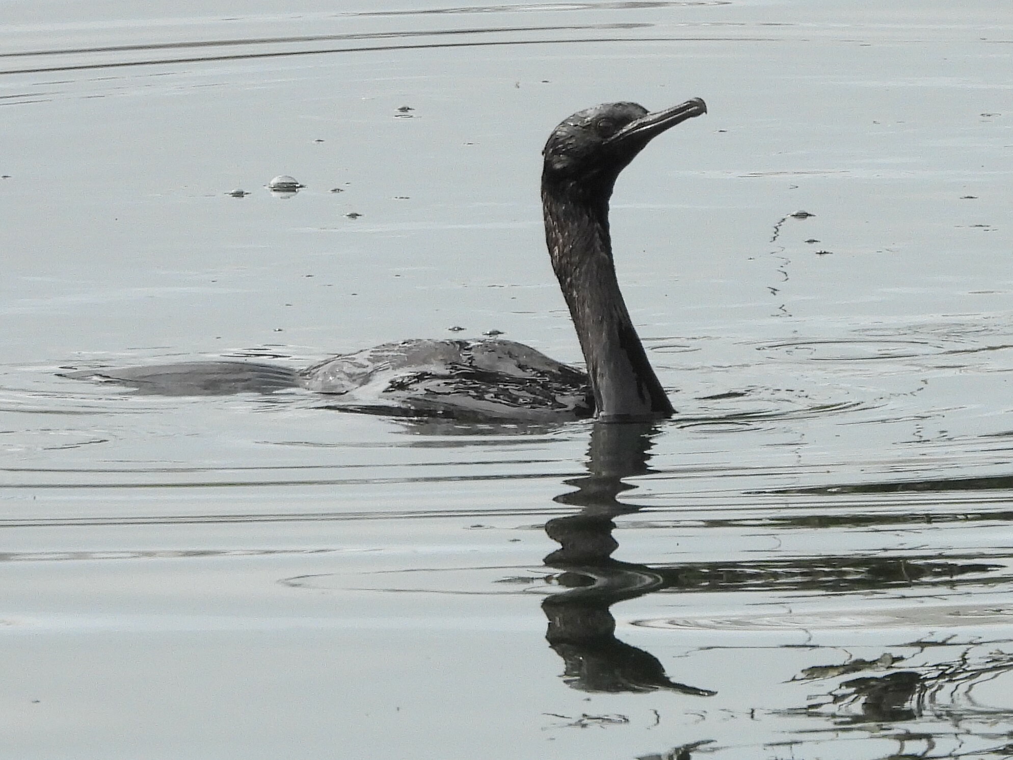 Pelagic Cormorant