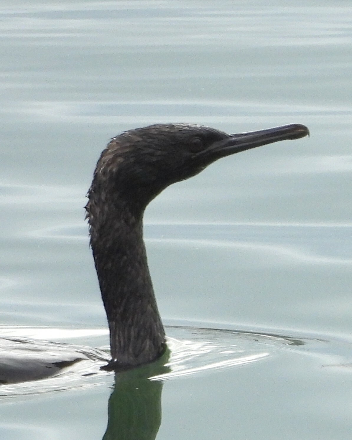 Pelagic Cormorant