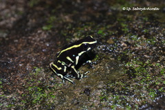 Dendrobates truncatus
