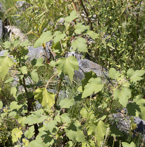 Xanthium orientale iNat (2)