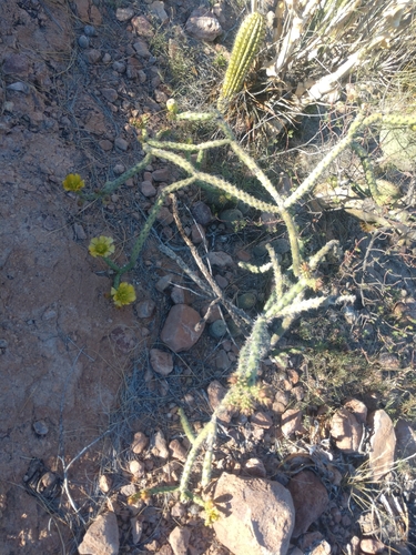 Thurber's Cholla