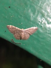 Idaea costiguttata