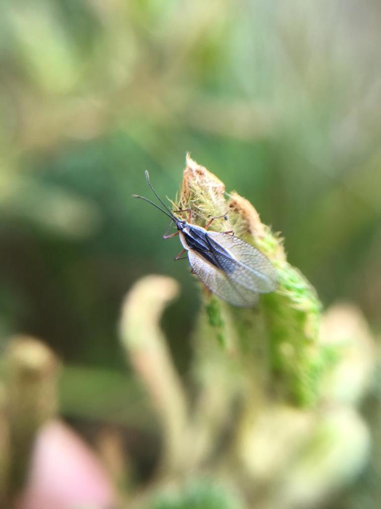 Leptodictya colombiana