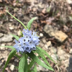 Amsonia tabernaemontana