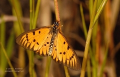 Acraea rahira