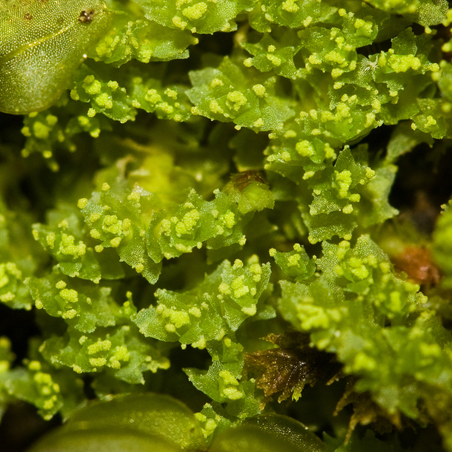 Lophozia
