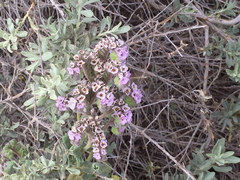 Phacelia integrifolia