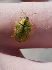 Eurypepla calochroma