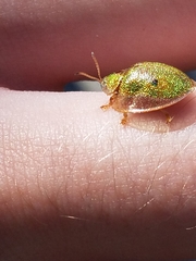 Eurypepla calochroma