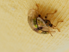 Eurypepla calochroma