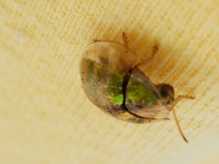 Eurypepla calochroma