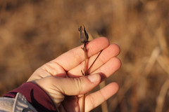 Hypericum ascyron pyramidatum