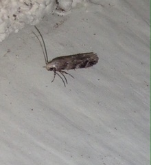 Coleotechnites thujaella