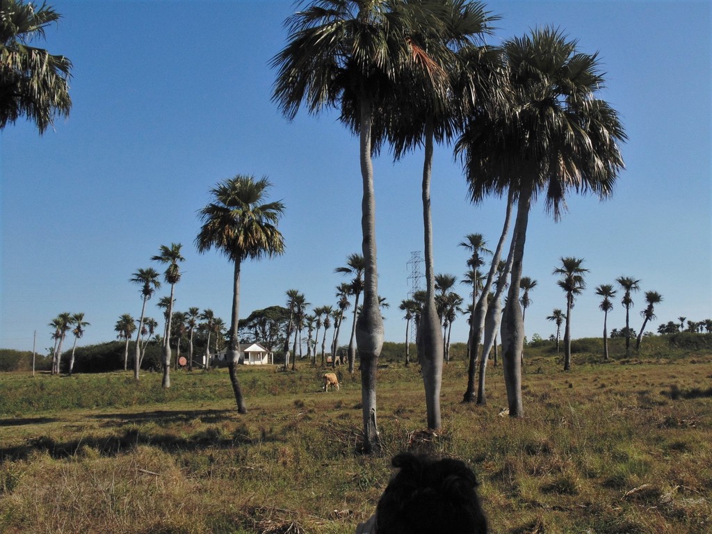 Barrigona Palm