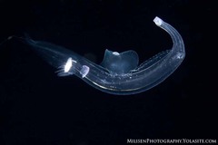 Pterotrachea hippocampus