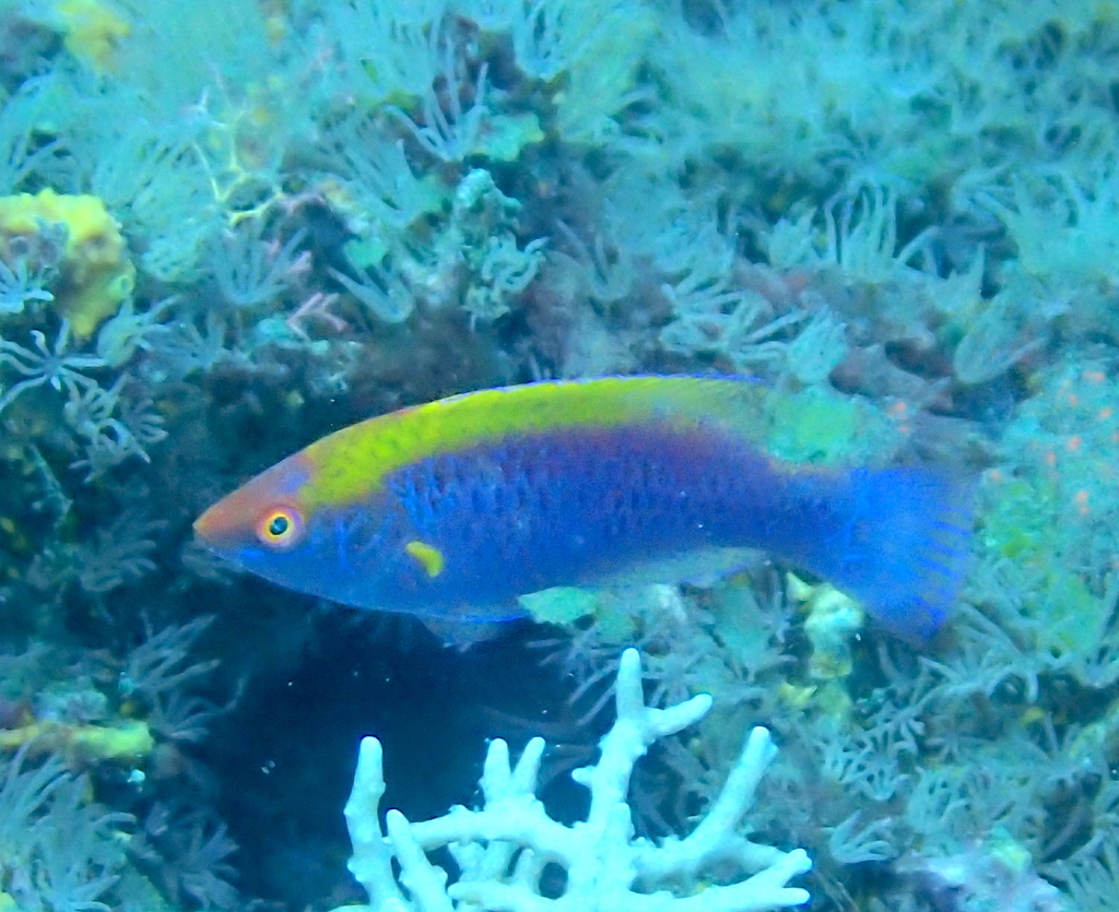 Lubbock's Wrasse